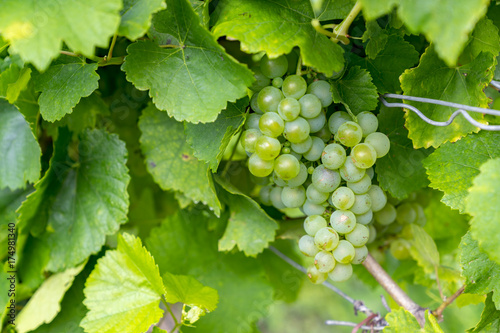 Ripened white grapes ripe for harvesting