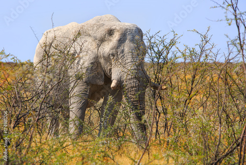 Elephant standing behind a prickly bush in Etosha  Namibia