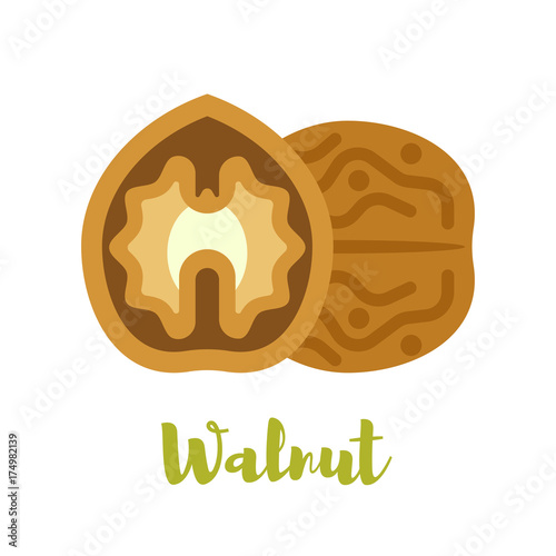  flat style illustration of walnut.