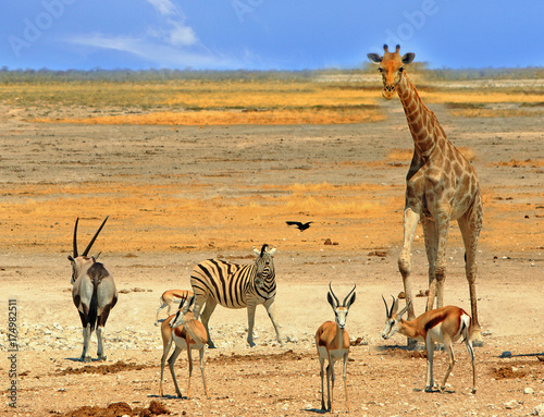 Photography Vibrant waterhole in Etosha national park, Namibia, southern africa