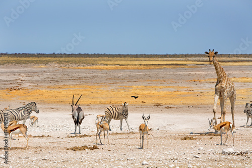 panorama of Etoha with Giraffe, Oryx, Zebra and springbok with a clear blue sky