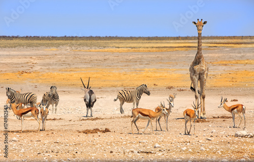 Vibrant waterhole with giraffe, oryx, zebra and springbok in Etosha