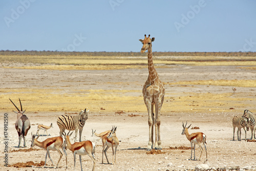 Busy waterhole with Giraffe, Zebra and springbok in Etosha