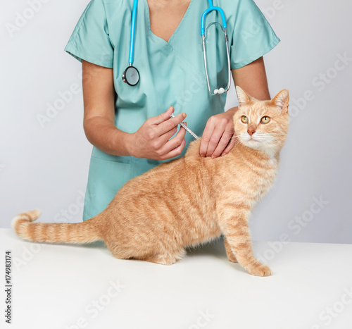 Photography Veterinarian doctor with cat in veterinary clinic.