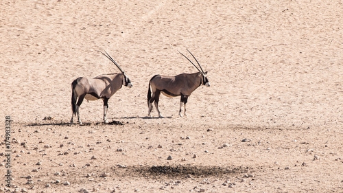 Two gemsbok antelopes, Oryx gazella, standing in the dry dusty desert, Namibia, Africa.