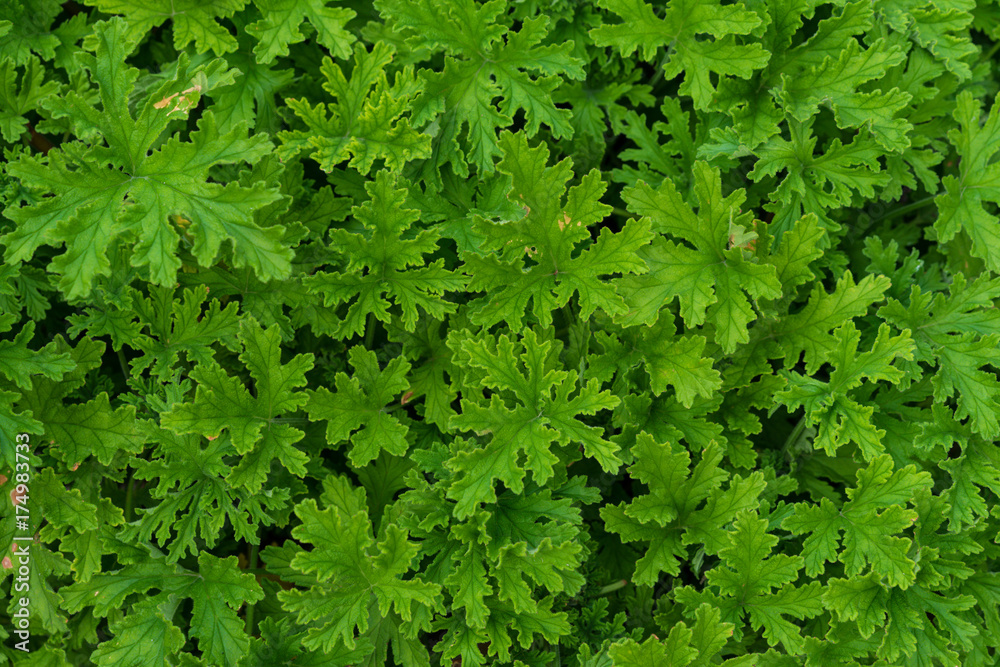 leaves from pelargonium graveolens geraniaceae geranium plant from south africa close up structure ideal background use leaves from pelargonium graveolens geraniaceae geranium plant from south africa close up structure ideal background use