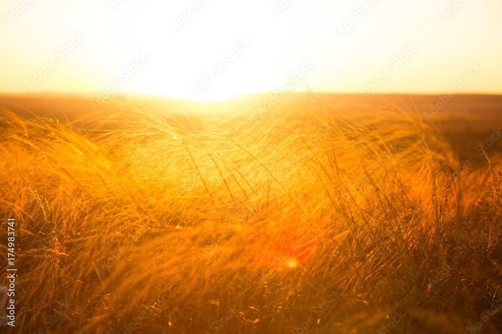 Fototapeta Piękny krajobraz z jesienią łąki. Suchej jesieni żółta trawa nad zmierzchem lub wschodem słońca