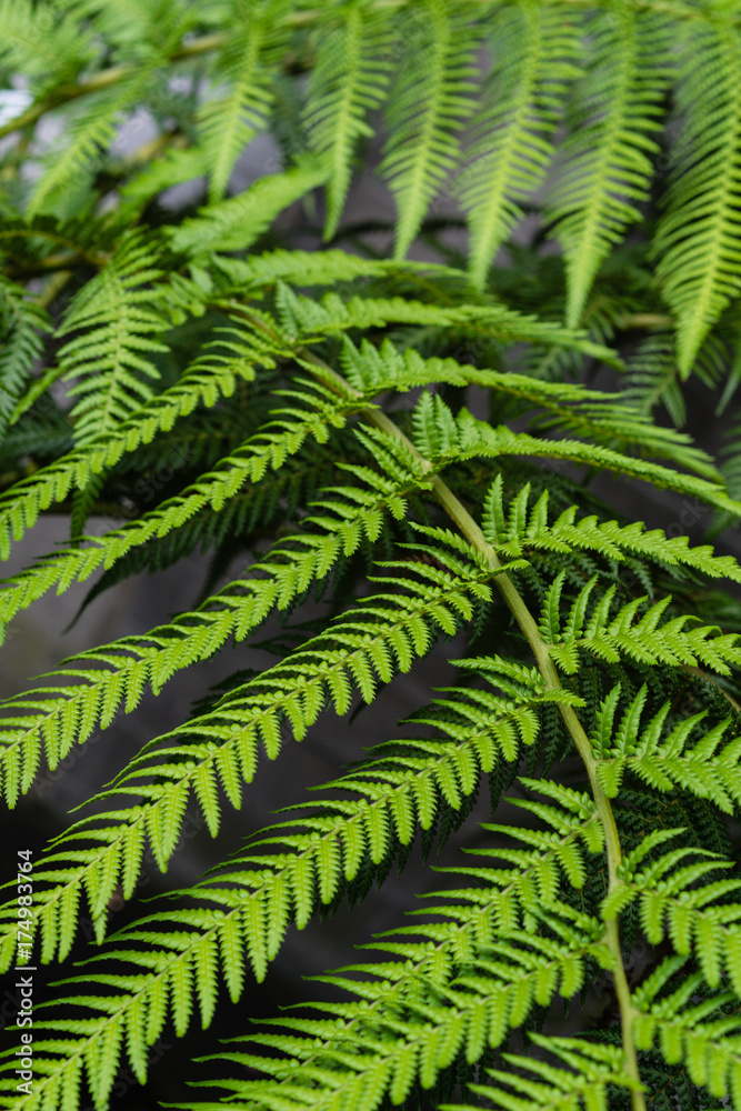 leaves from fougere from dicksonia antarctica plant for background texture leaves from fougere from dicksonia antarctica plant for background texture