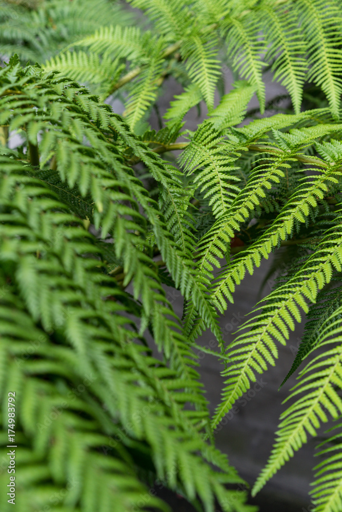 leaves from fougere from dicksonia antarctica plant for background texture leaves from fougere from dicksonia antarctica plant for background texture