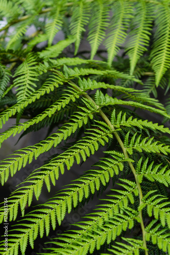 leaves from fougere from dicksonia antarctica plant for background texture