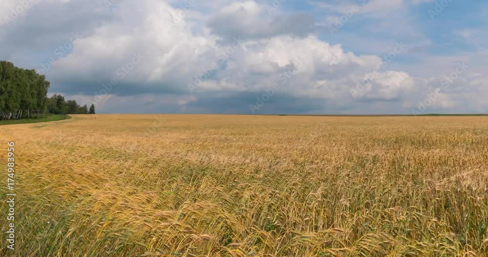 Time laps landscape of wheat field at harvest. Time laps landscape of wheat field at harvest.