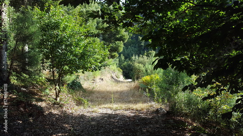 Caminho na floresta