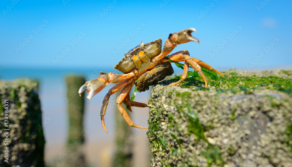 Wonderful capture of crab on the beach with blue sky Wonderful capture of crab on the beach with blue sky