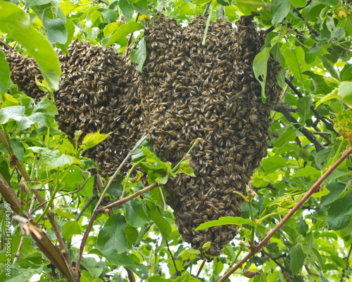 Bee swarm on a tree branch