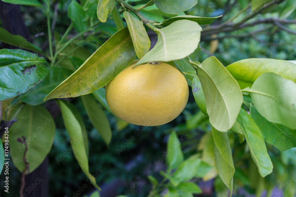 single yellow fruit grapefruit hanging from citrus paradisi grapefruit