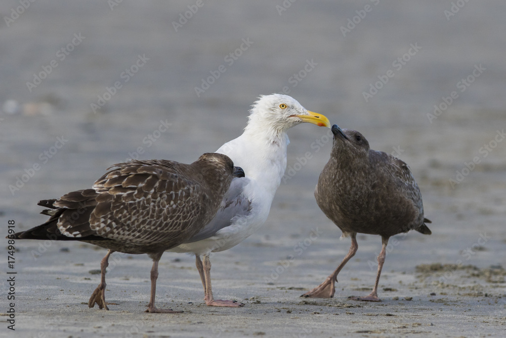 American herring gull or Smithsonian gull (Larus smithsonianus or Larus argentatus smithsonianus) adult feeding chicks with crab 