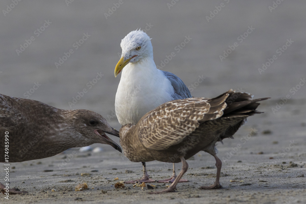 Fototapeta premium American herring gull or Smithsonian gull (Larus smithsonianus or Larus argentatus smithsonianus) adult feeding chicks with crab 