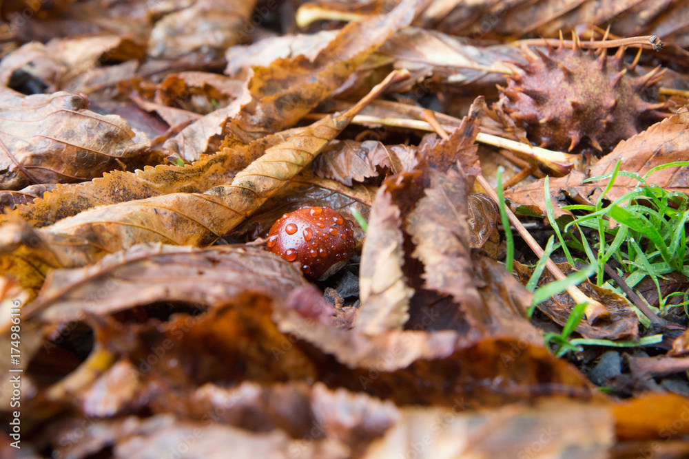 autumn: a chestnut covered in rain drops lays on ground in brown leaves autumn: a chestnut covered in rain drops lays on ground in brown leaves