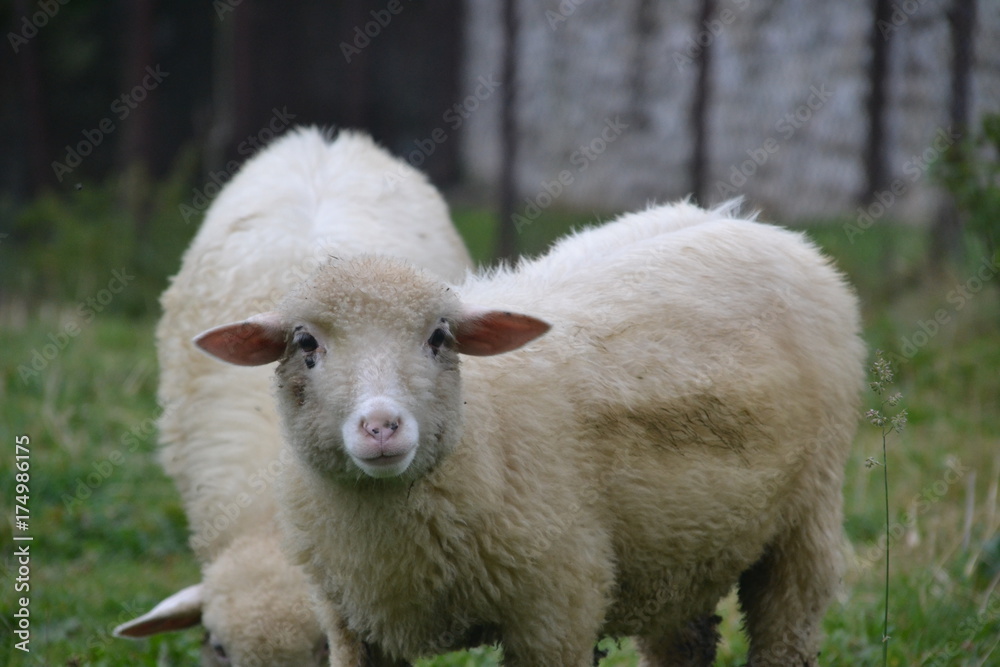 sheep sheep