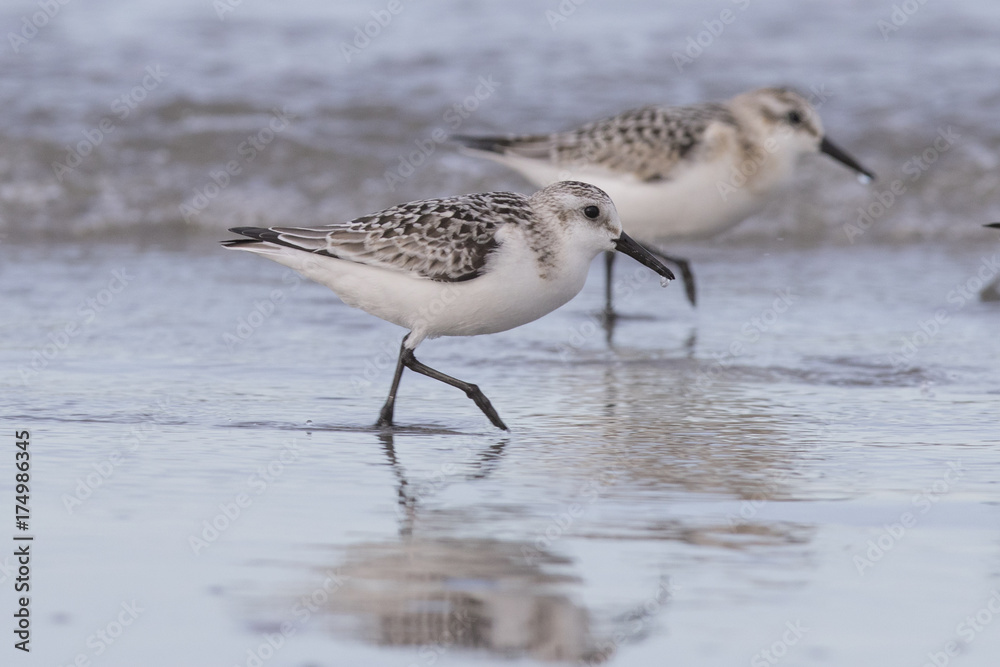 Sanderling in autumn Sanderling in autumn