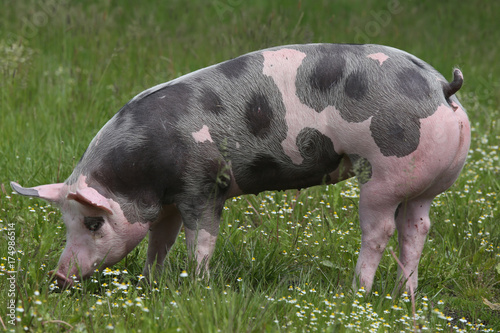 Beautiful young petrain breed pig posing on summer meadow