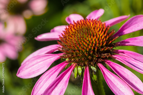 Coneflower macro