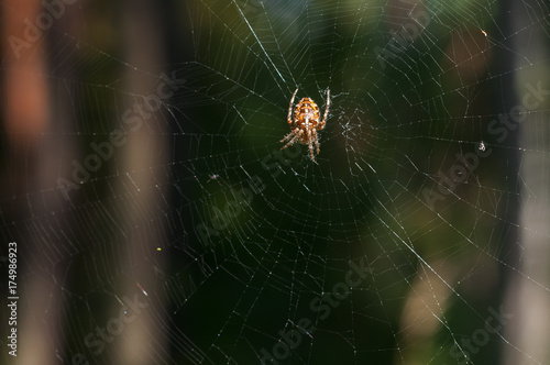 Garden spider on web.