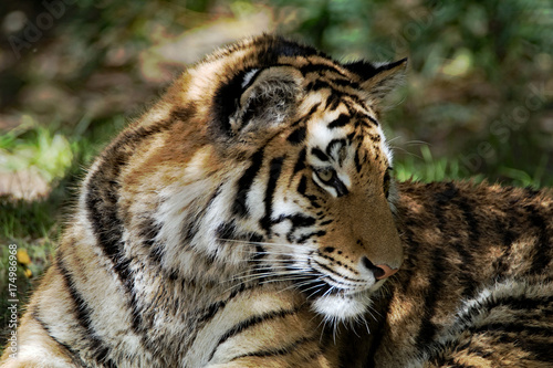 Fototapeta Naklejka Na Ścianę i Meble -  Sibirischer Tiger