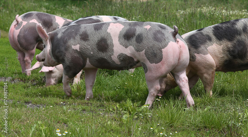 Spotted pietrian breed pigs grazing at animal farm on pasture