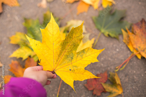 Young woman holds yellow maple leaf