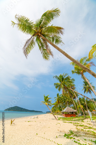 Palm trees on beautiful tropical beach on Koh Chang island in Thailand