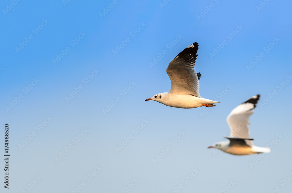 Brown-headed gull or Chroicocephalus brunnicephalus, group of beautiful bird flying in winter plumage with blue sky background, Thailand. Brown-headed gull or Chroicocephalus brunnicephalus, group of beautiful bird flying in winter plumage with blue sky background, Thailand.
