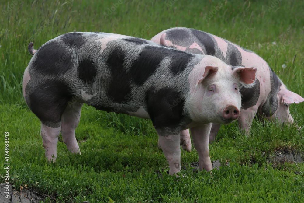 Spotted pietrian breed pigs grazing at animal farm on pasture Spotted pietrian breed pigs grazing at animal farm on pasture