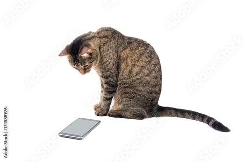 Brown tabby cat staring keenly at a smart phone, on white © pimmimemom