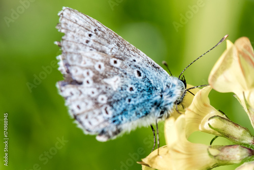 Blue butterfly sitting on yellow flower