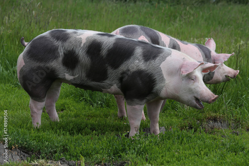 Pietrain breed pigs graze on fresh green grass on meadow