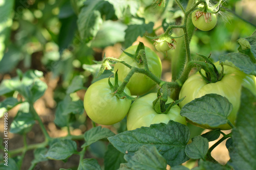Unripe tomatoes on their stalk in a garden under the sun