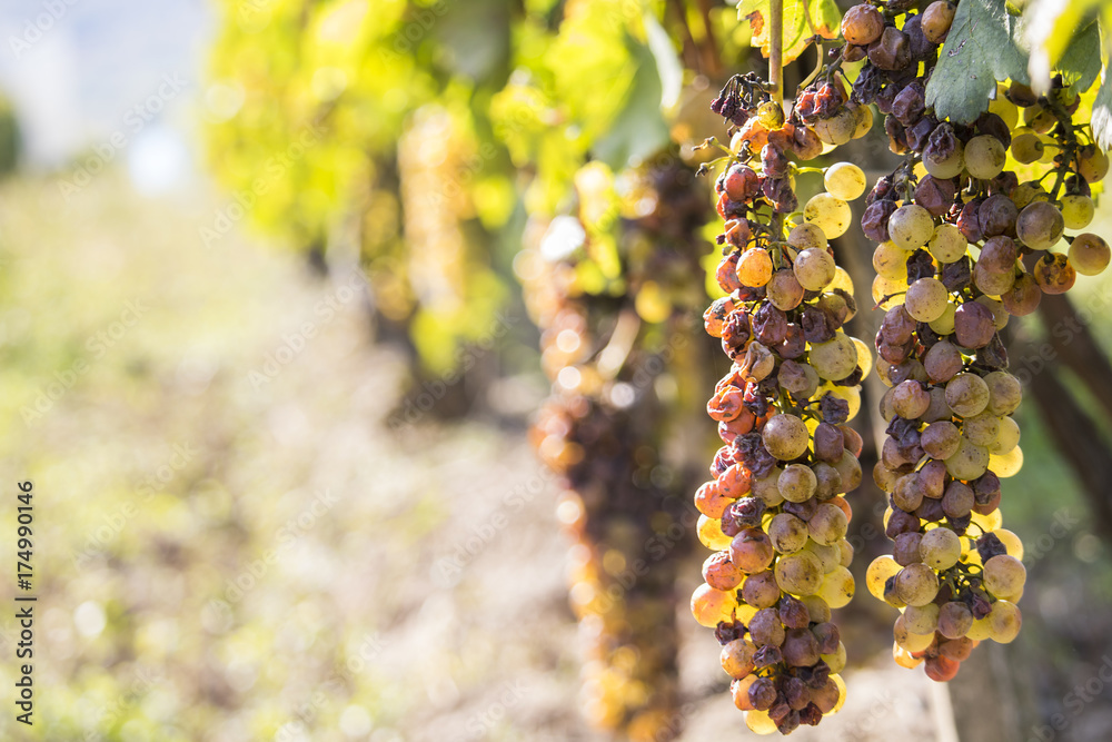 Ταπετσαρία Noble rot of a wine grape, botrytised grapes