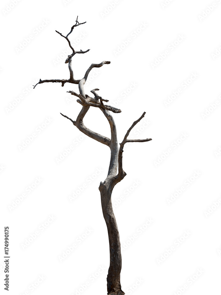 Fototapeta premium dry tree