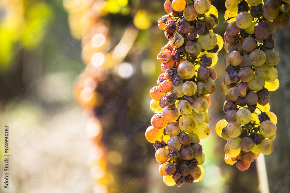 Ταπετσαρία Noble rot of a wine grape, botrytised grapes