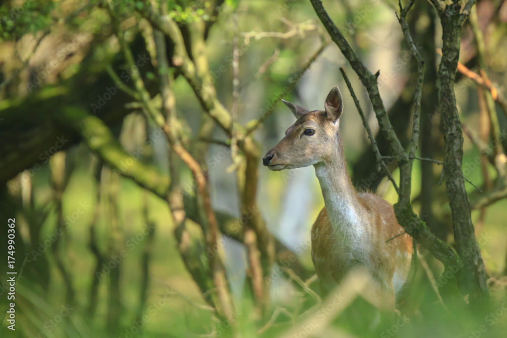 Fallow deer, Dama Dama, foraging deep in a dark forest Fallow deer, Dama Dama, foraging deep in a dark forest