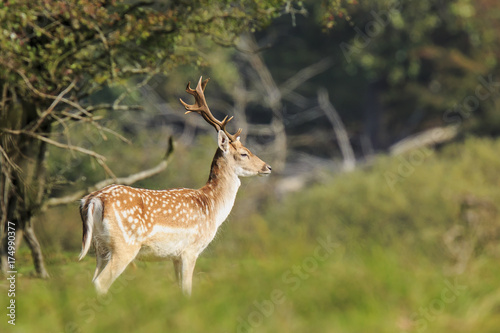 Close up of a Fallow deer, Dama Dama, in a green forest © Sander Meertins