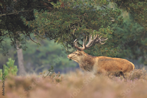 Red deer Cervus elaphus buck in moorland close up © Sander Meertins