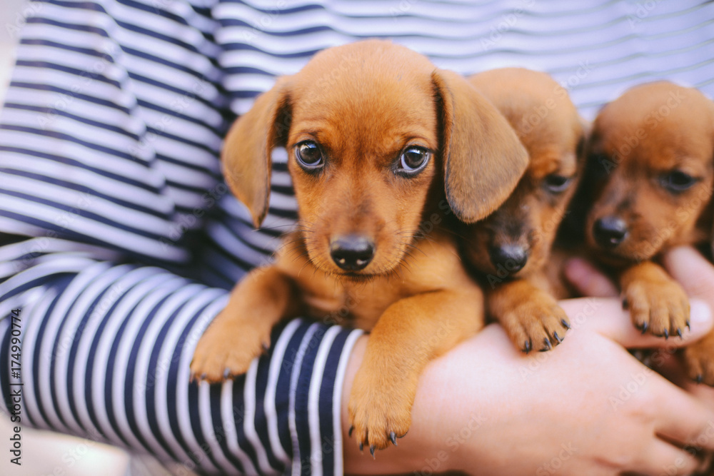 dachshund puppy. dachshund puppy portrait outdoors. many cute dachshund puppy playing outdoor. Shorthaired Dachshound. A beautiful dachshund puppy dog with sad eyes dog portrait