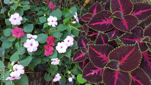 Flores