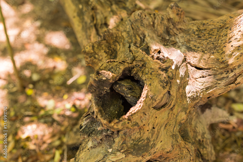 Iguana hidden in a dead tree