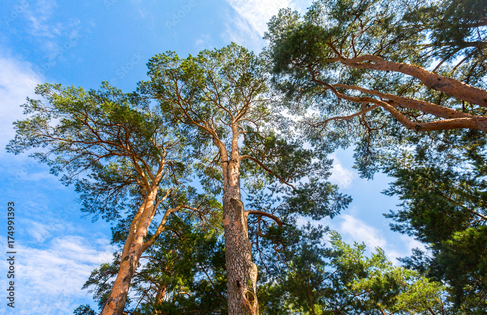 Obraz premium Crowns of tall pine trees above his head in the forest against a blue sky