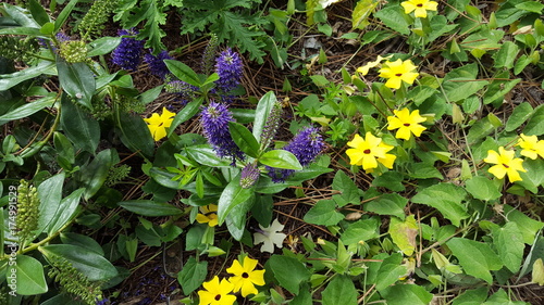 Flores