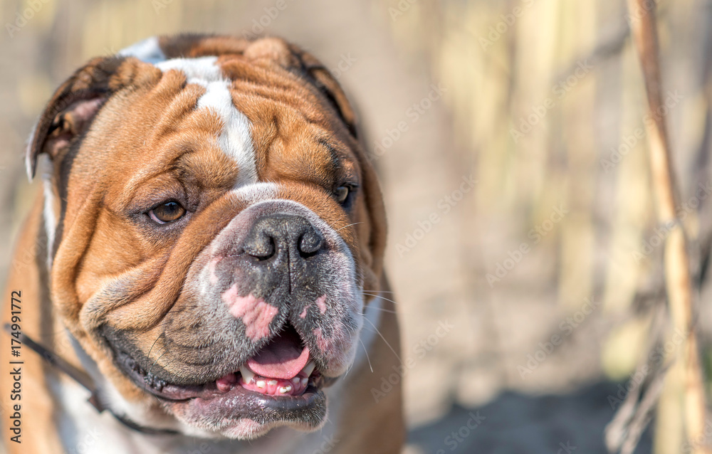 Portrait of English bulldog,selective focus and blank space