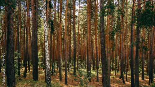 Single birch between pine trees.